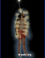 Chakras with Central Meridian Chakras with Central Meridian